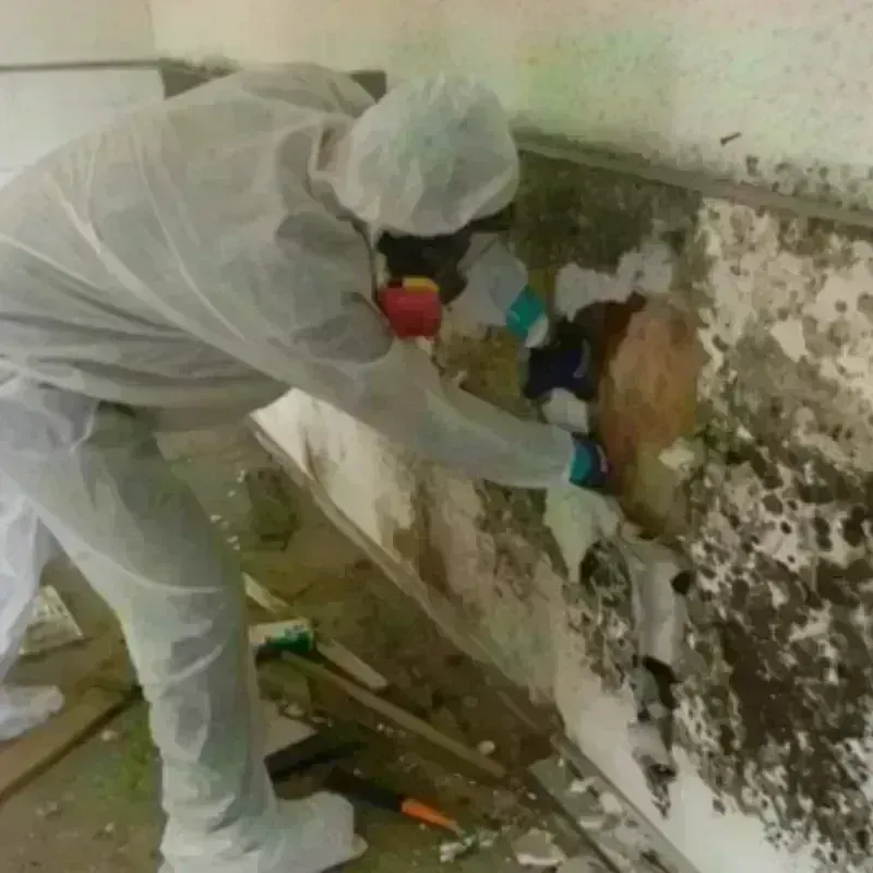 Mold Remediation and Removal in Hamilton, AL